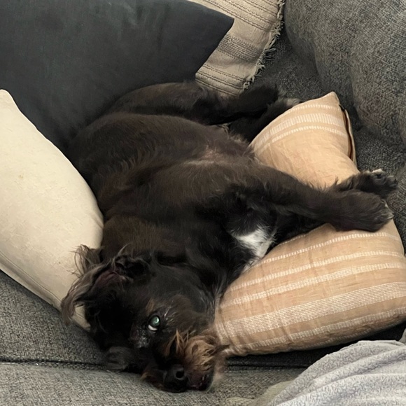 Meet your Posher, Samantha - Picture 1 of 1